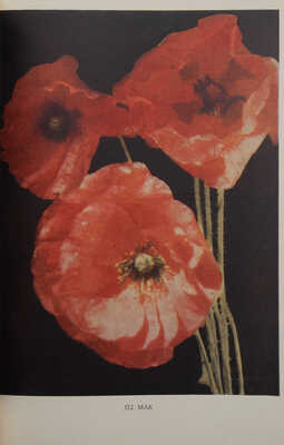 Цветы. Каталог семян / Худож.-оформ. В.Ф. Степанова и В.А. Родченко. М., 1958.